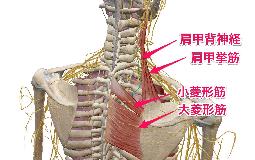 要注意！最近首のつらさが多いです！